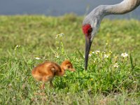 A1G6078c  Sandhill Crane (Antigone canadensis) - pair with 4-day-old colts